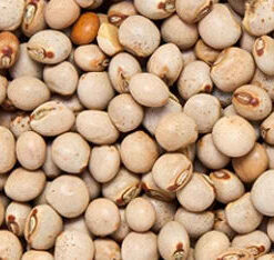 PIGEON PEAS